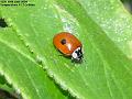 2004-0619ladybird